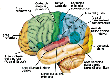 Cervello: panoramica