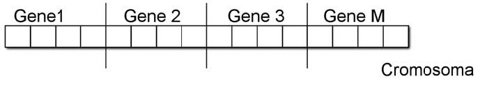 Figura 1: cromosoma digitale, l’elemento base di un algoritmo genetico.