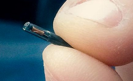 Figura 1: il microchip è piccolo ma i futuri modelli lo saranno ancora di più