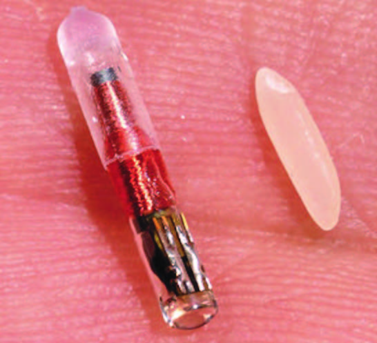 Figura 4: Tag RFID sottocutaneo per l’identificazione bovina o animale, si punta ad inserire uno di questi chip anche nell’uomo.