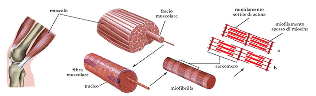 Cosa Sono I Biosegnali Parte 2 Elettronica Open Source